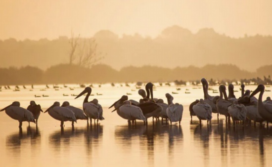 2022年2月2日世界湿地日 湿地降低气候变化的影响