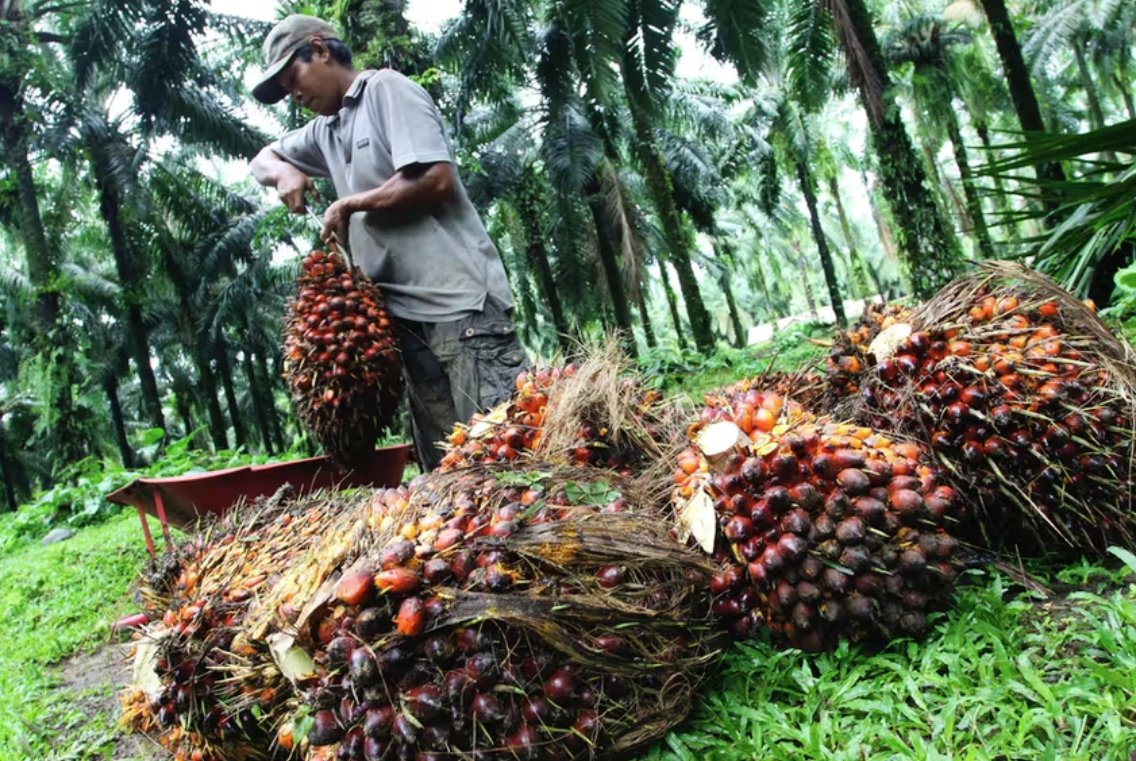 印尼取消棕榈油出口税至8月31日