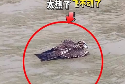 <b>一只老鹰在南京中暑坠江</b>