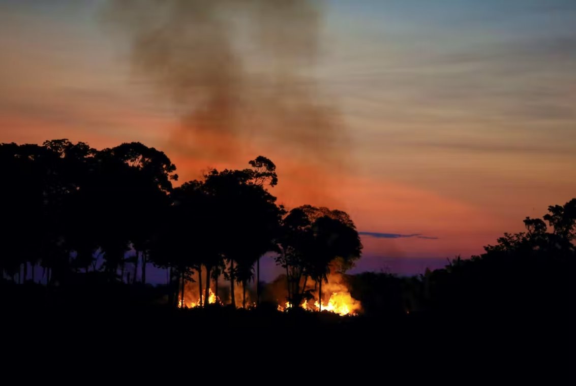 亚马逊火灾和森林砍伐的原因和后果