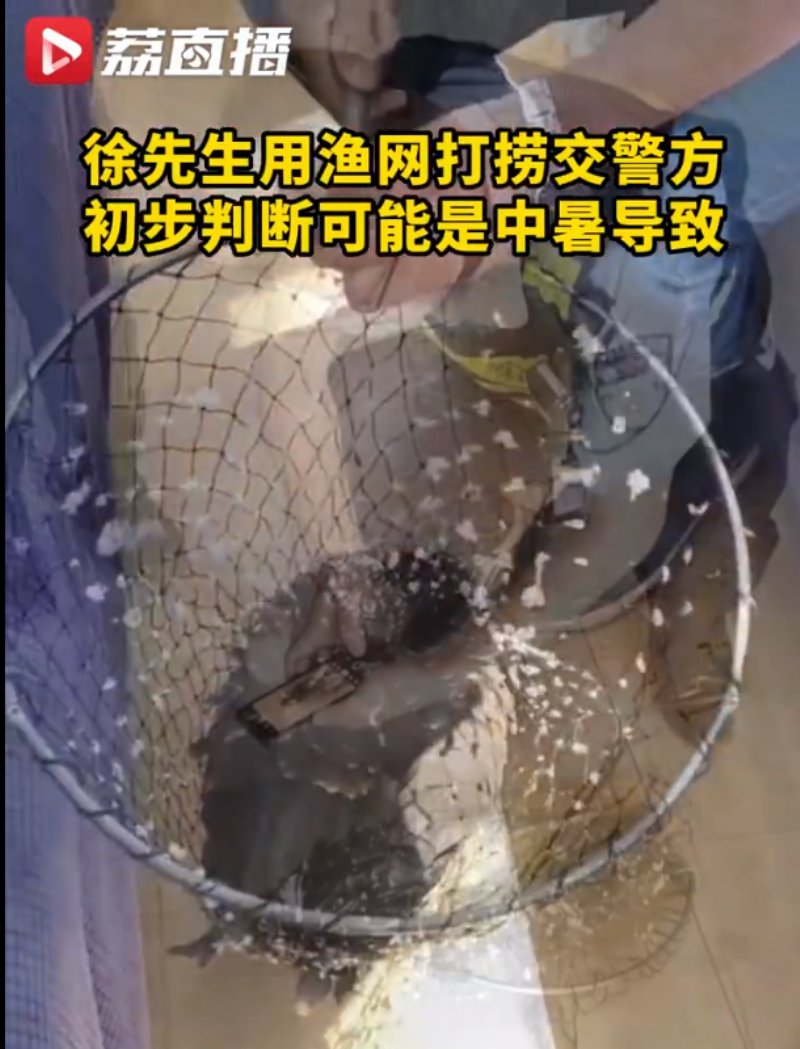 一只老鹰在南京中暑坠江
