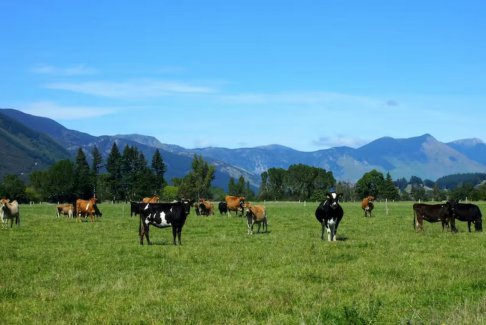 在新西兰农场 科学家减少奶牛打嗝以拯救世界