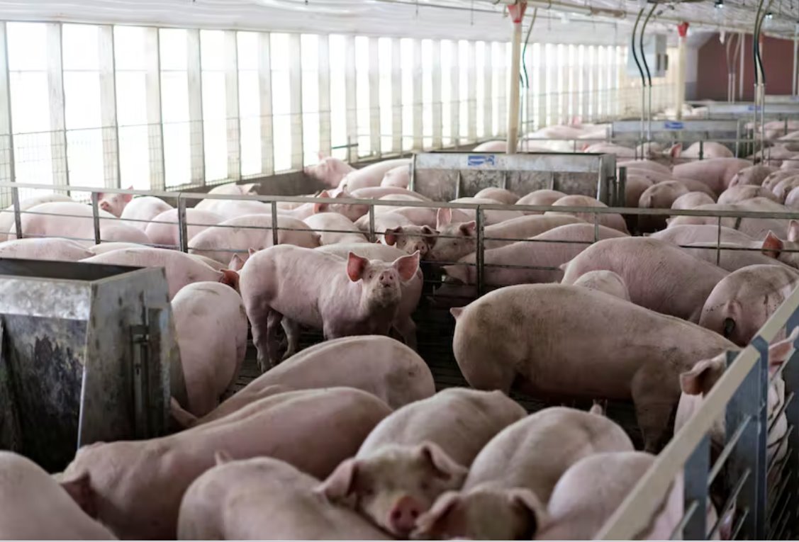 美国最高法院权衡猪肉行业对加州法律的挑战
