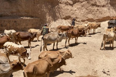 埃塞俄比亚干旱比以往任何时候都严重