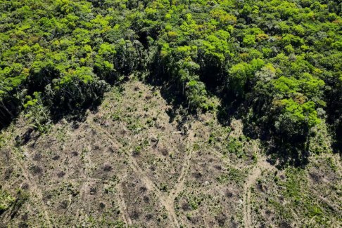 巴西亚马逊森林砍伐在政府更迭前创下10月记录