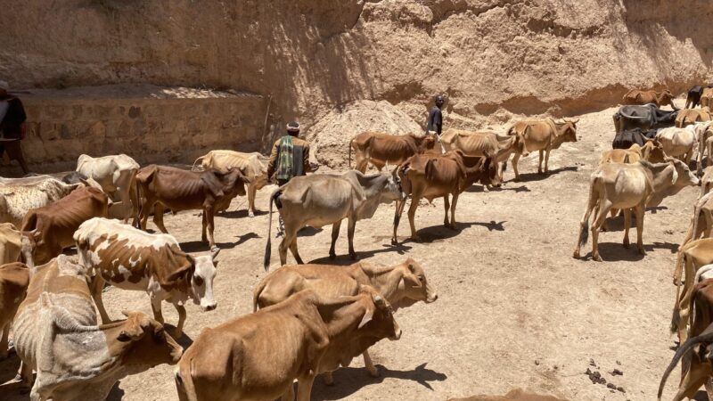 埃塞俄比亚干旱比以往任何时候都严重