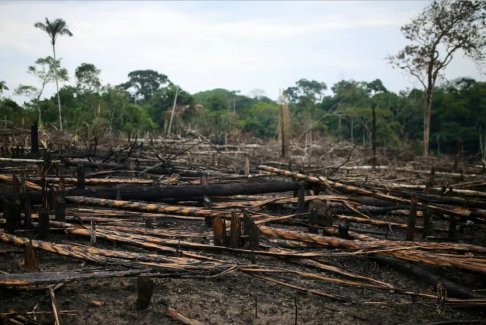 2022年9个月哥伦比亚损失了86985公顷森林