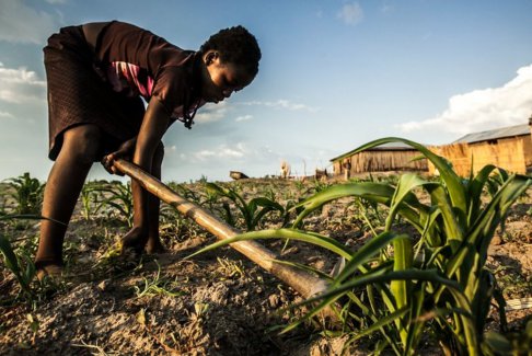 必须修复非洲破碎的粮食市场解决饥饿问题