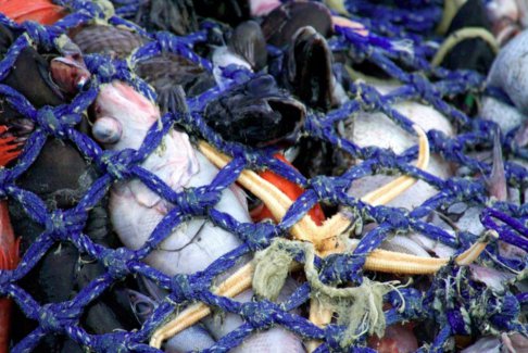 欧盟计划限制破坏气候的捕鱼方法