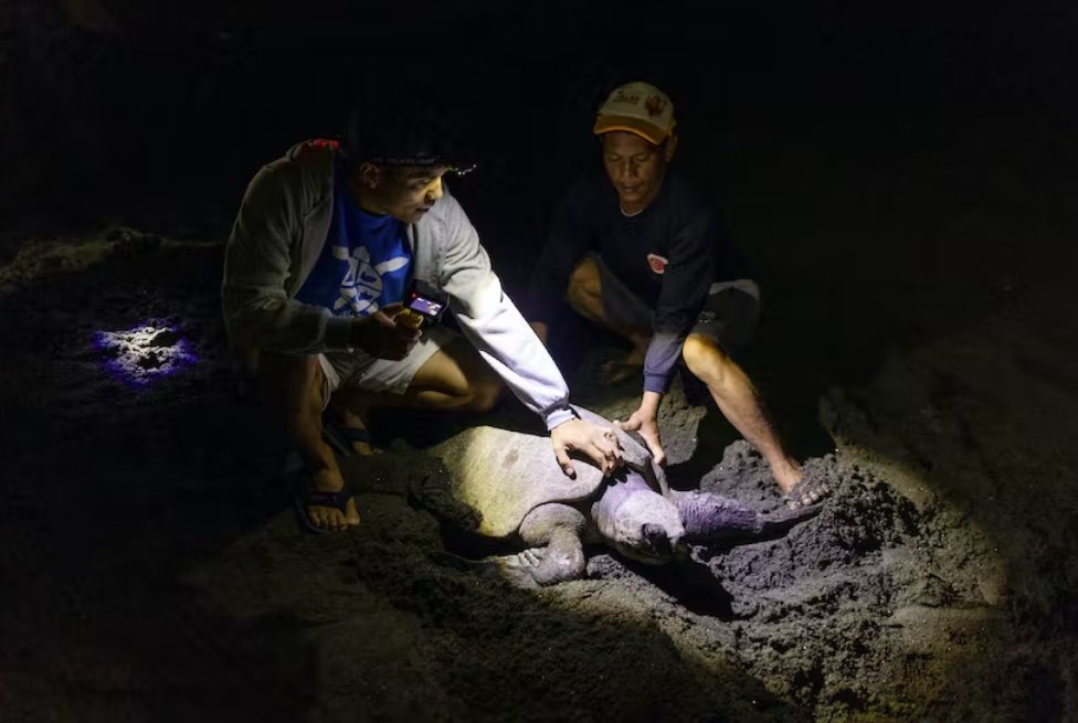 菲律宾海龟偷猎者变成了保护者