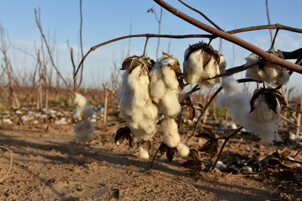 厄尔尼诺现象有望在多年来最严重的干旱后提振美国棉花产量