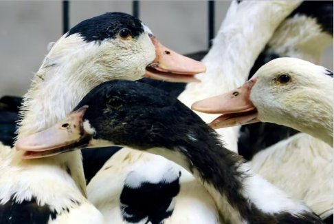 法国爆发禽流感加强卫生措施