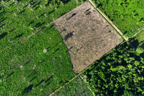 巴西亚马逊地区4月份森林砍伐量下降了68%