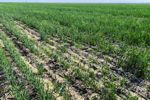堪萨斯州农民在极端干旱后放弃麦田