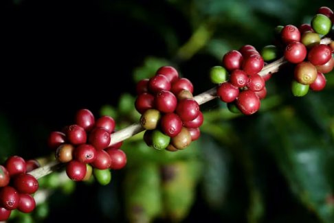 咖啡研究小组在天然不含咖啡因的品种上取得进展