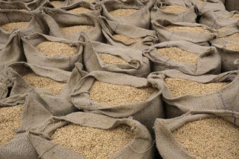 由于当地价格飙升 印度考虑禁止大部分大米出口