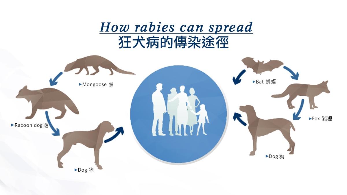 男童被邻居家狗抓伤确诊狂犬病离世