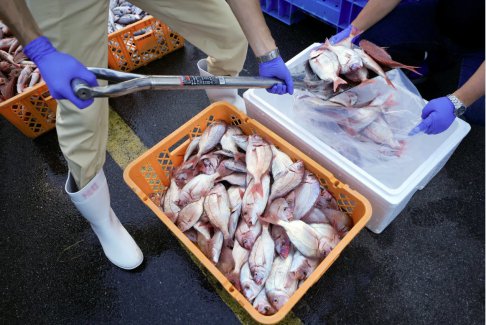 G7呼吁立即取消对日本食品的禁令