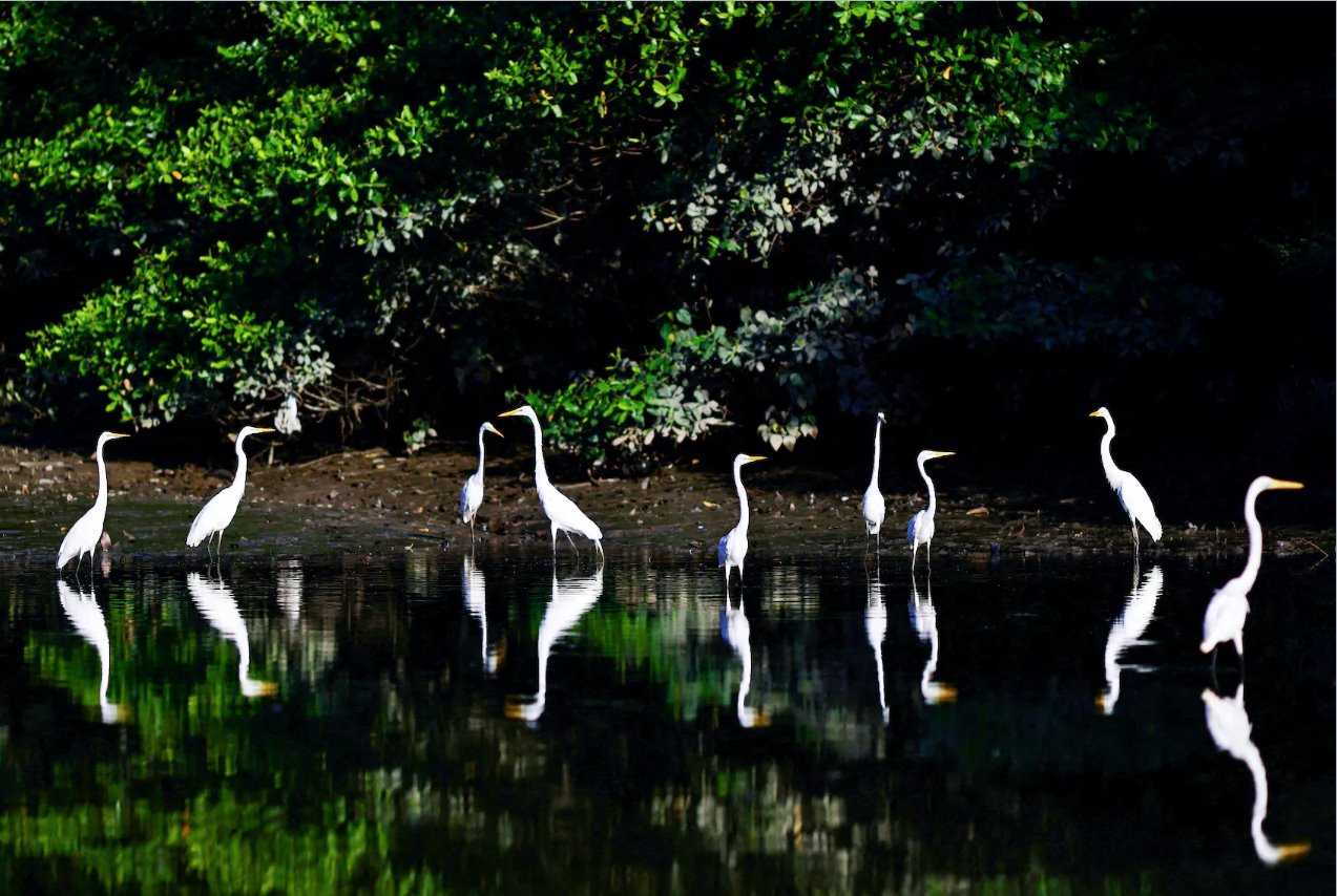2023年8月6日，在巴西帕拉州贝伦，亚马逊雨林国家峰会前的皮拉伊巴河上可以看到苍鹭。