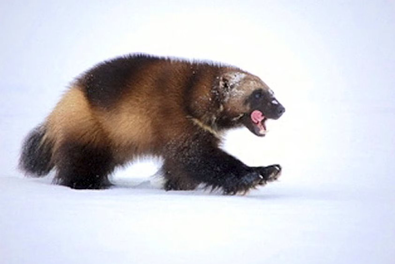 2009年由美国鱼类和野生动物管理局提供的照片中，一只狼獾在雪地上行走。