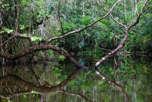 “绿色诺贝尔”奖表彰亚马逊雨林的环保工作