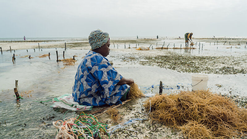 由于杀死海藻的细菌在变暖的海洋中大量繁殖，坦桑尼亚的海藻养殖者不得不迁移到更深的水域。