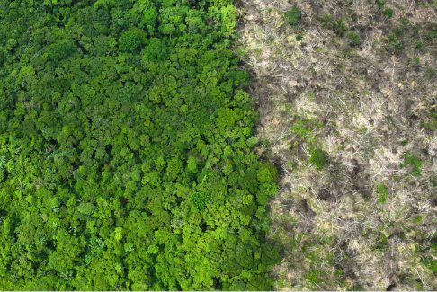 欧盟成员国呼吁修订反森林砍伐法