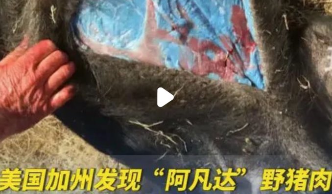 美国加州发现阿凡达色野猪肉