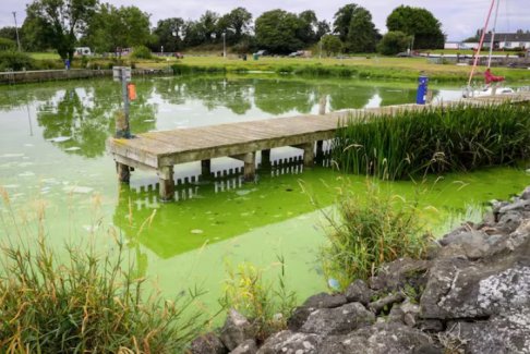 英国最大湖泊内伊湖因有毒蓝藻滋生而变死湖