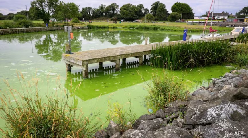英国最大湖泊内伊湖因有毒蓝藻滋生而变死湖
