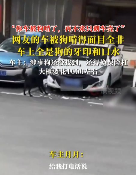 女子车停路边被狗啃到面目全非