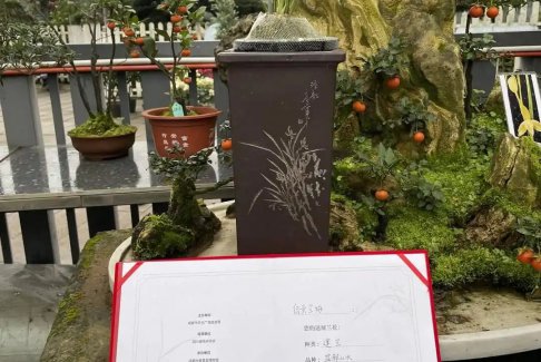 200万一盆 “天价兰花”谁在买