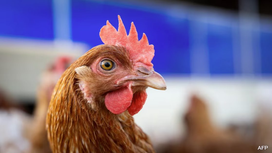 美国一名患者感染禽流感病毒，该病毒具有“大流行潜力”