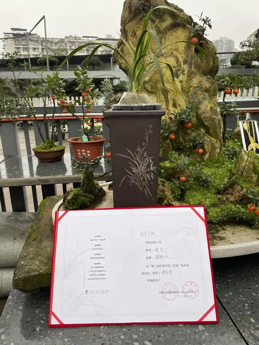 200万一盆 “天价兰花”谁在买