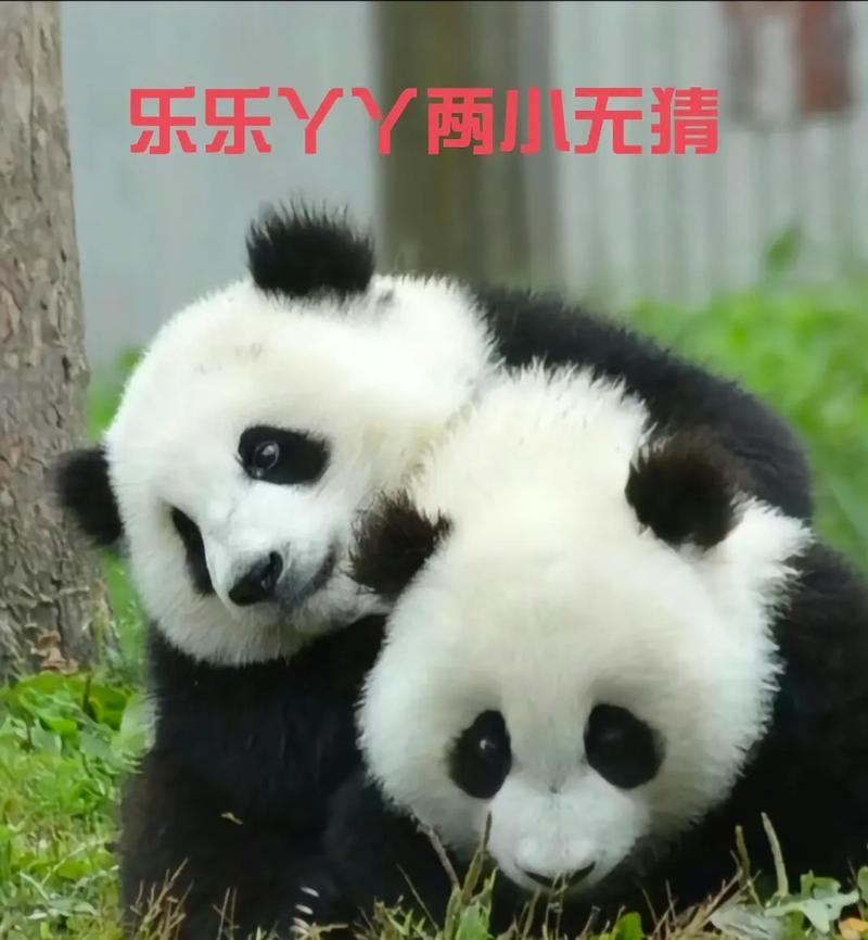 最后2只旅日大熊猫即将回国