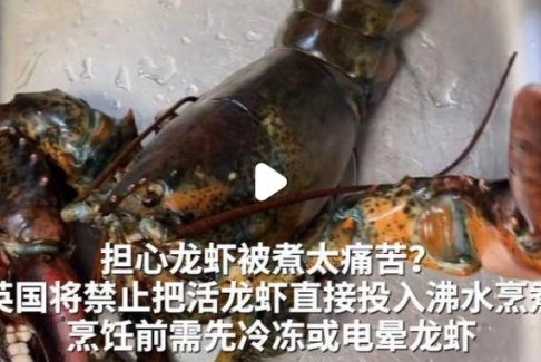 英国禁止将活龙虾直接投入沸水烹煮