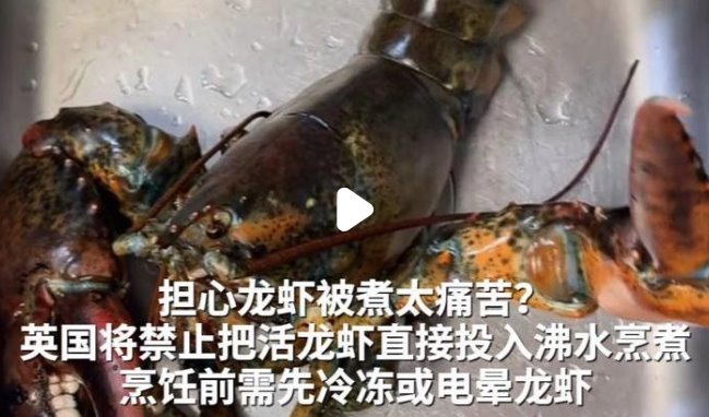 英国禁止将活龙虾直接投入沸水烹煮