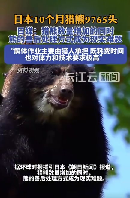 日本“熊尸围城” 7个月捕杀9765头