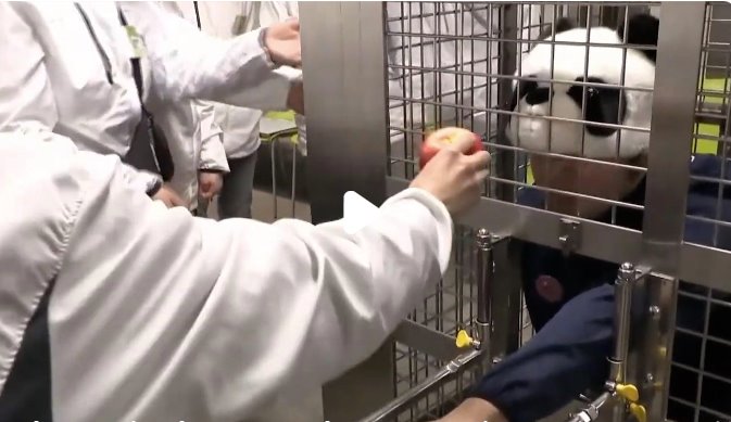 日本动物园人扮大熊猫供游客体验