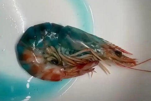 虾煮熟“蓝得吓人”？盒马：可正常食用