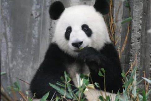 日本最后两只大熊猫即将返回中国