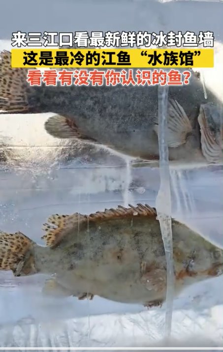 黑龙江景区现3米高&ldquo;冰封鱼墙&rdquo;