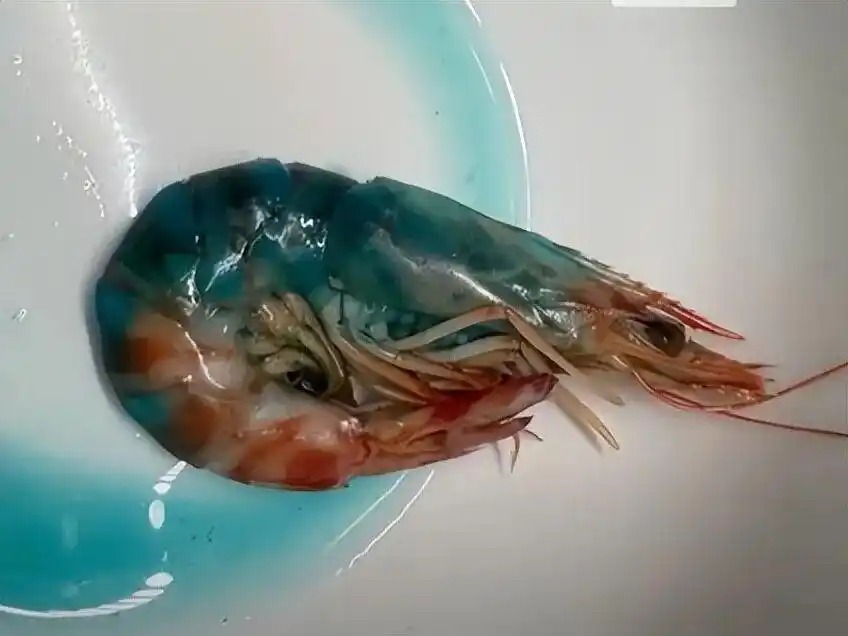 虾煮熟&ldquo;蓝得吓人&rdquo;？盒马：可正常食用