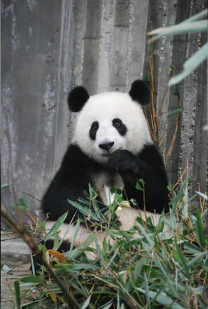 日本最后两只熊猫即将返回中国